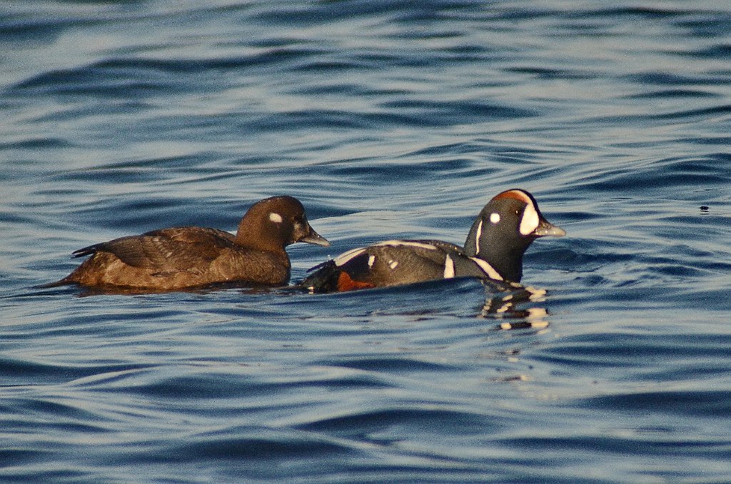 Duck, Harlequin, 2012-01287819 Rockport, MA.JPG - Harlequin Duck. Rockport, MA, 1-28-2012